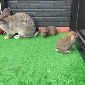 デカうさぎチビうさぎとモルモットの画像