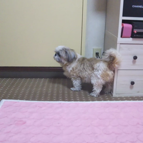 ポーちゃん動画の画像