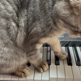 パソコン操作の邪魔をする猫はの画像