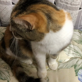 元気ですの画像