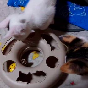 預かり猫(◍•ᴗ•◍)❤の画像