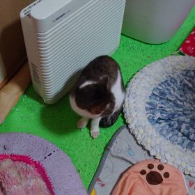 里親募集の画像