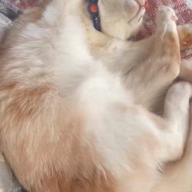 こんばんわ_(_^_)_の画像