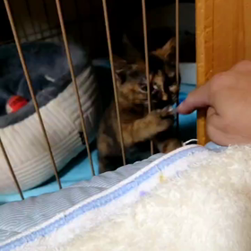 家猫修行のリカちゃん(◍•ᴗ•◍)❤の画像