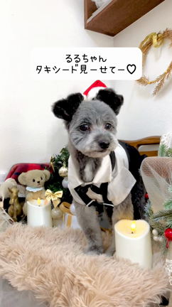 ルルくん♡トリミングルームFuFuの可愛いお客さま♪♪の記事動画