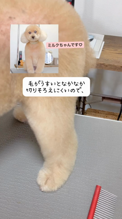ミルクちゃん♡トリミングルームFuFuの可愛いお客さま♪♪の記事動画