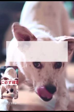 ミックス犬について知ってほしいことの記事動画