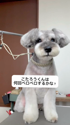 こたろうくん♡トリミングルームFuFuの可愛いお客さま♪♪の記事動画