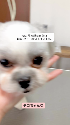 チコちゃん♡トリミングルームFuFuの可愛いお客さま♪♪の記事動画