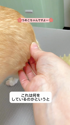 うめこちゃん♡トリミングルームFuFuの可愛いお客さま♪♪の記事動画