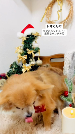 レオくん♡トリミングルームFuFuの可愛いお客さま♪♪の記事動画