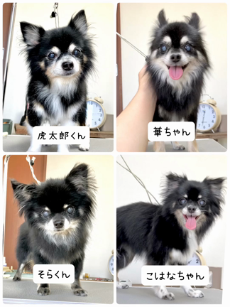 チワワちゃんご一家♡虎太郎くん、華ちゃん、そらくん、こはなちゃんの記事動画