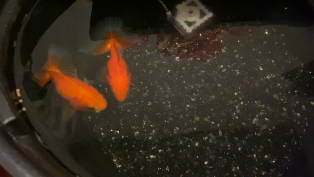 牡羊座木星期は即行動を♡4日連続開運日の記事動画