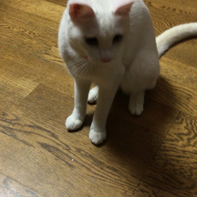 犬のような猫の画像
