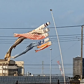 鯉のぼり。の画像