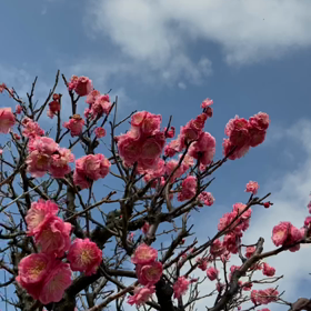 花。の画像
