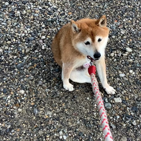 朝の散歩の画像