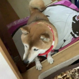 おかあちゃんが、魚焼いたら、それまで、寝てたのに、起きて見にきたたまみの画像
