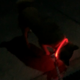夜の散歩の画像