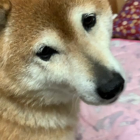 散歩から帰って、おやつあげよか？たまみちやんの画像