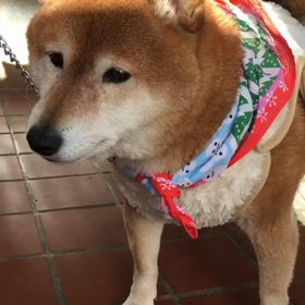 たまみメモリアル2017年12月17日のたまみの画像