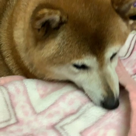 毛布をかみだしたたまみの画像