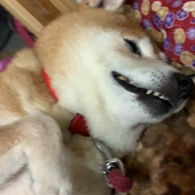 気持ち良く寝ているたまみの画像