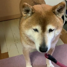 朝の散歩早く行きたいたまみの画像