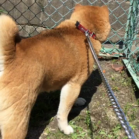 たまみと、猫の画像