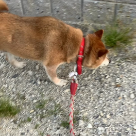 夜の散歩の画像