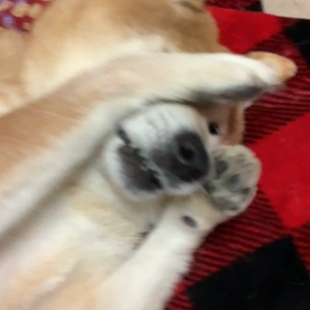 たまみ一瞬固まるの画像