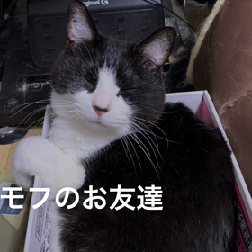 うちの４ニャンのスライドショー✨の画像