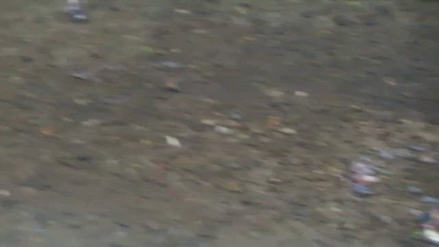 カイツブリとカワセミ。の記事動画