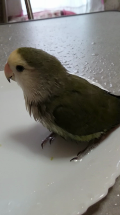 インコさんの水浴び♪の記事動画
