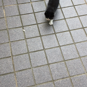 珍客の画像