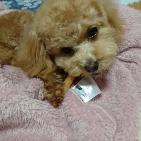 いよいよ避妊手術の画像