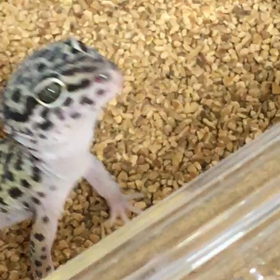 レミくんの餌の食いつき、おまけのメスの餌食いシーンの画像