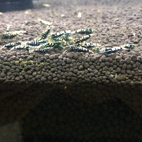茹でたの画像