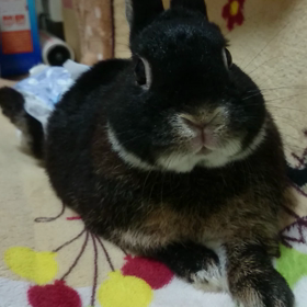 なんだかの画像