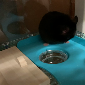 ありがとうの画像