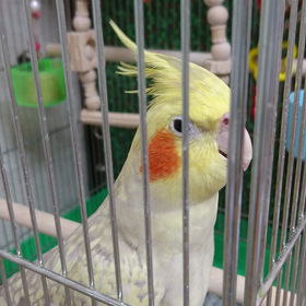 うちのこ【オカメインコ】ルルだよの画像