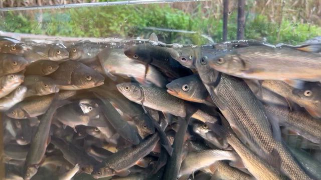 相模川ふれあい科学館～アクアリウムさがみはら～の記事動画
