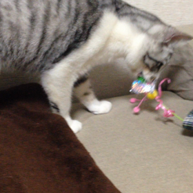 ハッチでのっっの画像