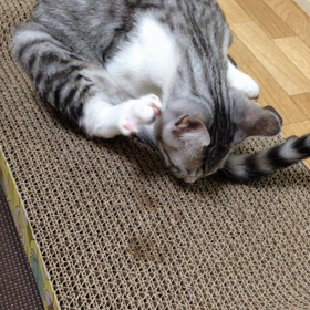 今日からっっの画像