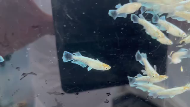 エメキン！全国へ！＼(^^)／の記事動画
