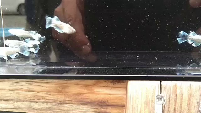 ポケット＼(^o^)／の記事動画