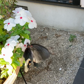 晩夏のお客様の画像