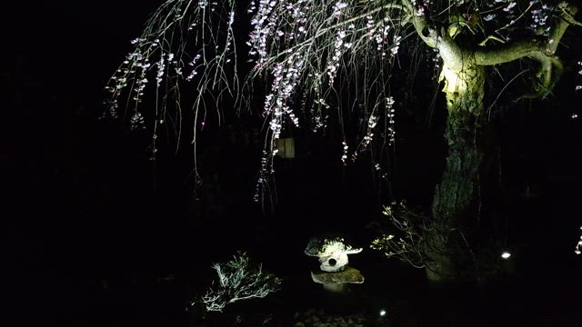 【枝垂れ桜】夜桜花見の記事動画