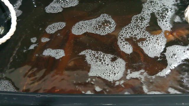 【イカ三昧】の記事動画