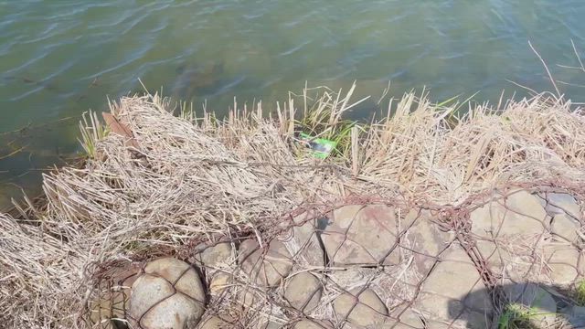 2026.04.21  琵琶湖遠征ラスト釣果報告の記事動画